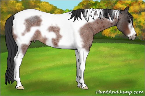 Horse Color:Brown Roan Tobiano Frame 