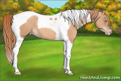 Horse Color:Gold Champagne Tobiano 