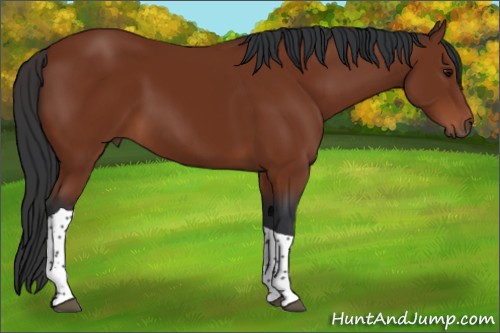 Horse Color:Bay Tobiano 