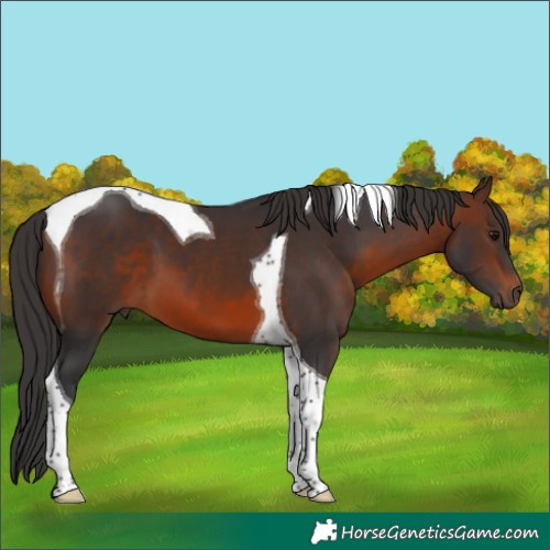 Horse Color:Brown Tobiano 