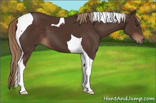 Horse Color:Liver Chestnut Tobiano 