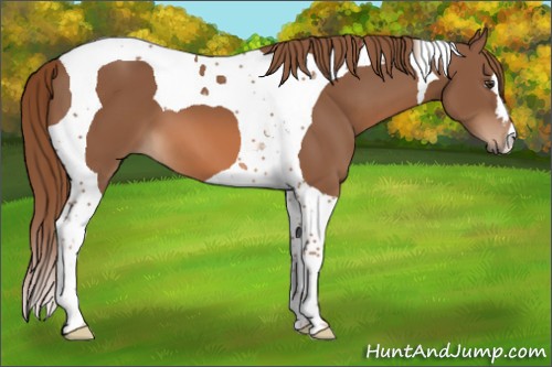 Horse Color:Chestnut Tobiano 
