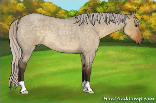 Horse Color:Silver Smoky Grullo Roan Rabicano 