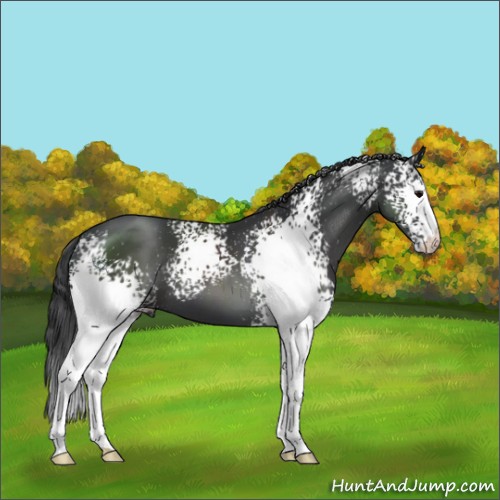 Horse Color:White Spotted Black 