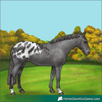 Horse Color:Smoky Black Appaloosa 