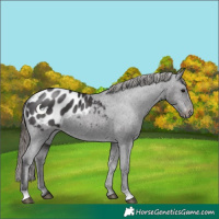 Horse Color:Smoky Black Appaloosa 