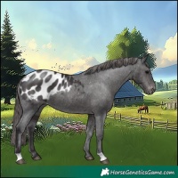 Horse Color:Smoky Black Appaloosa 