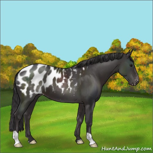 Horse Color:Smoky Black Appaloosa 