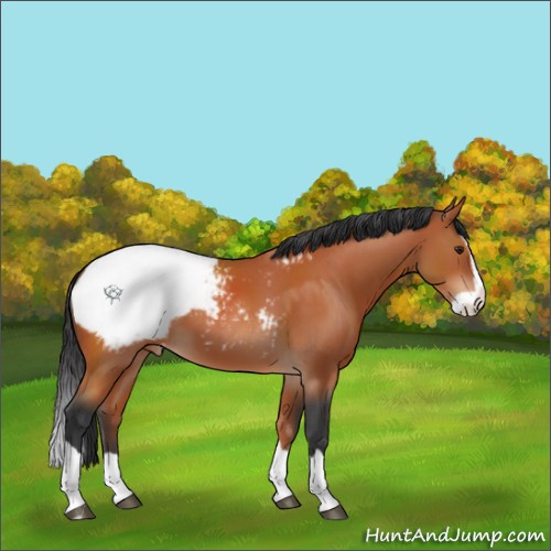 Horse Color:Brown Splash Appaloosa 