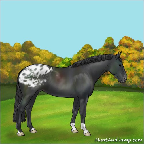 Horse Color:Black Appaloosa 