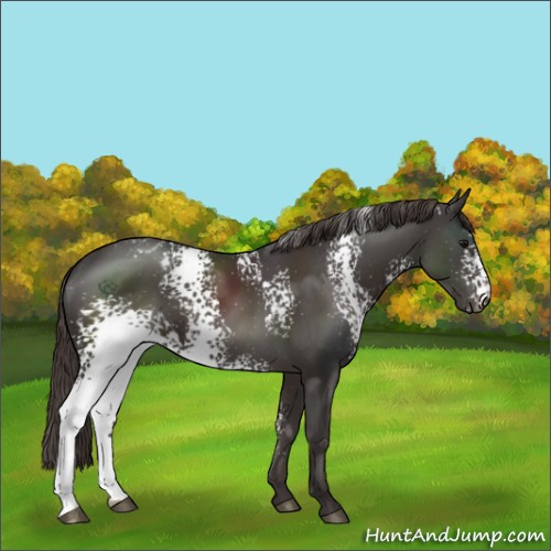 Horse Color:White Spotted Smoky Black Appaloosa 