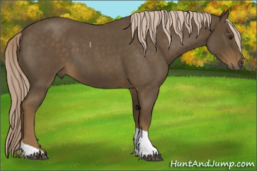 Horse Color:Chocolate Palomino Roan Tobiano Rabicano 
