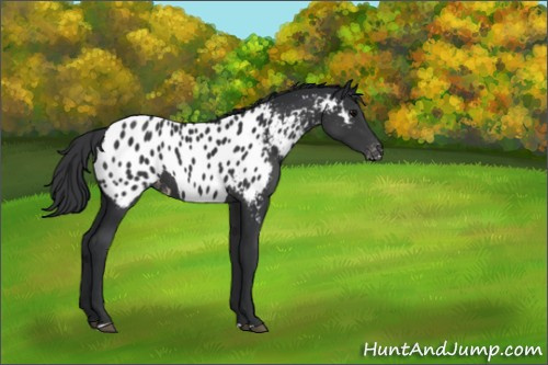 Horse Color:Black Appaloosa Rabicano 