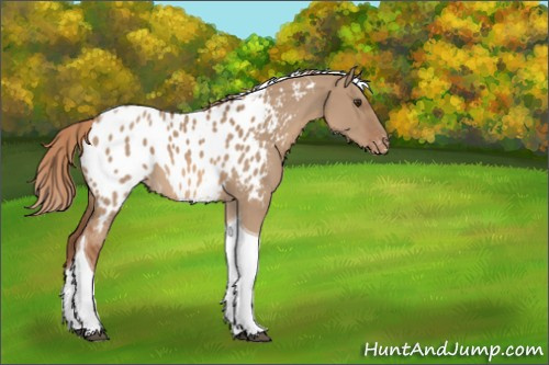 Horse Color:Red Dun Tobiano Appaloosa 