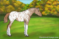 Horse Color:Red Dun Tobiano Appaloosa 