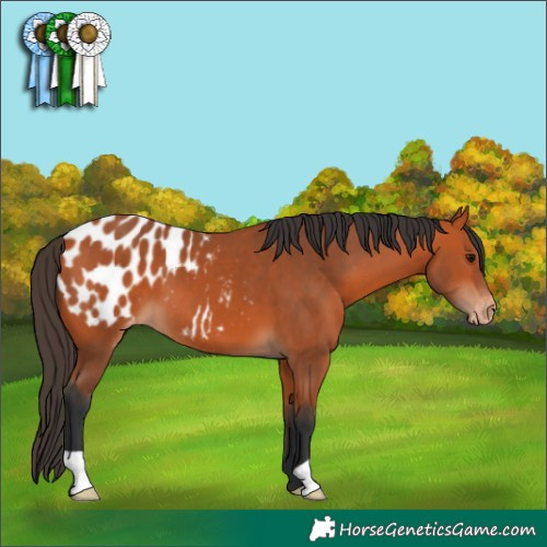 Horse Color:Bay Appaloosa 