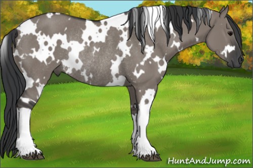 Horse Color:White Spotted Grullo Rabicano 