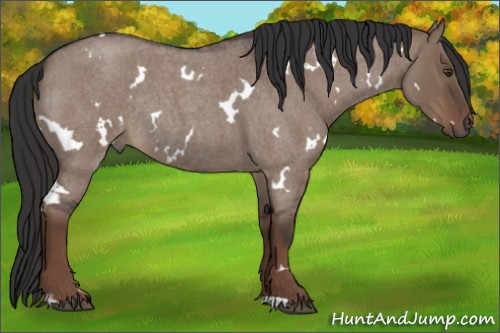 Horse Color:White Spotted Liver Red Dun Roan Rabicano 