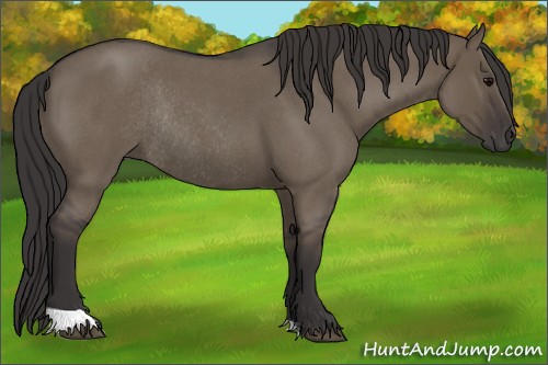 Horse Color:Smoky Grullo Roan Rabicano 