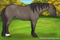 Horse Color:Smoky Grullo Roan Rabicano 