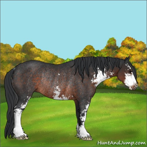 Horse Color:Brown Sabino Rabicano 