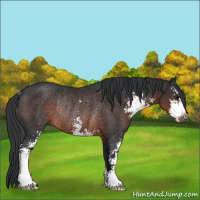 Horse Color:Brown Sabino Rabicano