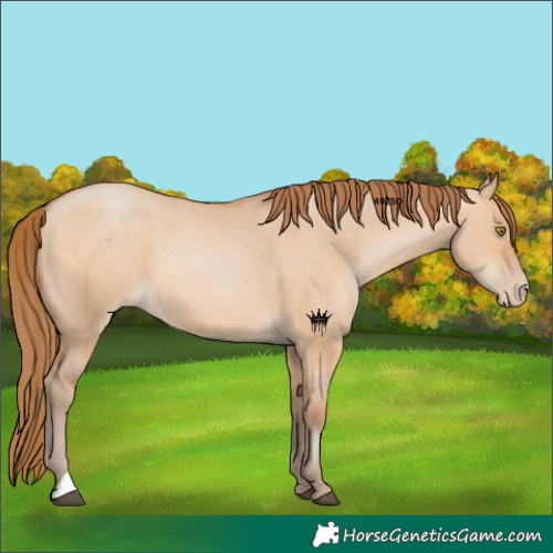 Horse Color:Bay Pearl Dun 