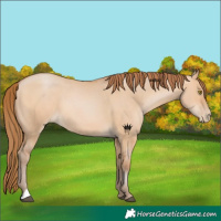 Horse Color:Bay Pearl Dun 