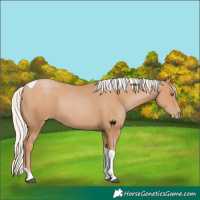 Horse Color:Silver Black Pearl Tobiano Rabicano 