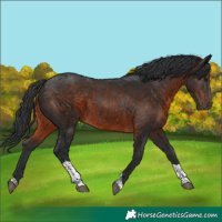 Horse Color:Brown Tobiano 