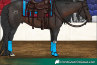 Horse Color:Brown Tobiano Rabicano 