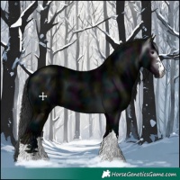 Horse Color:Gray Midnight Black 