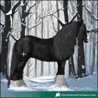 Horse Color:Midnight Black 