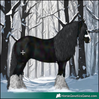 Horse Color:Midnight Black 
