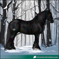 Horse Color:Midnight Black 