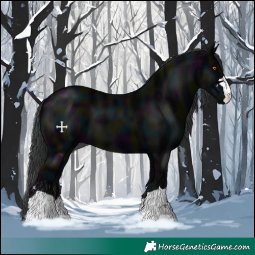 Horse Color:Midnight Black 