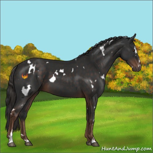 Horse Color:White Spotted Liver Chestnut Sabino 
