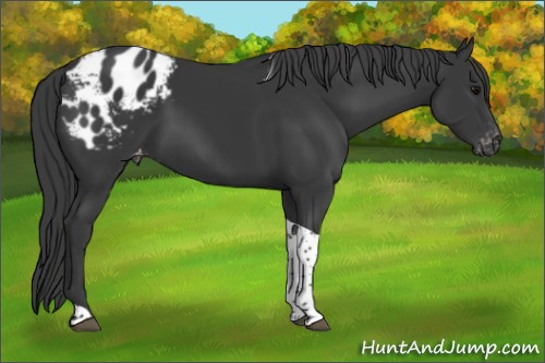 Horse Color:Black Tobiano Appaloosa 