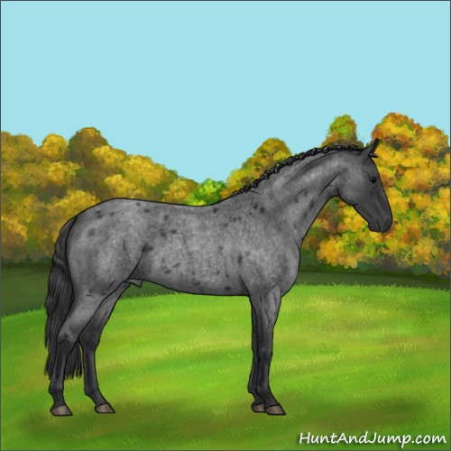 Horse Color:Blue Roan Rabicano 