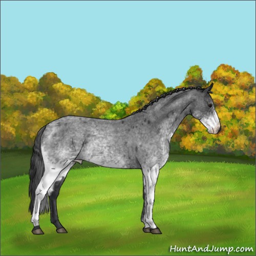 Horse Color:White Spotted Blue Roan Rabicano 