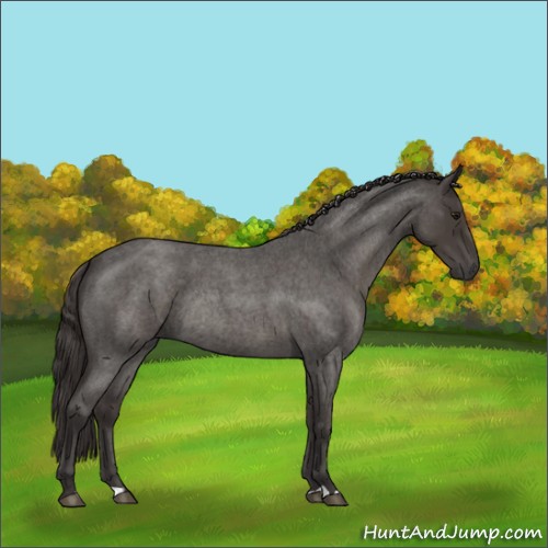 Horse Color:Smoky Blue Roan Rabicano 