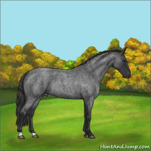 Horse Color:Blue Roan Rabicano 