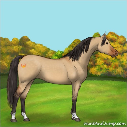Horse Color:Buckskin Dun 