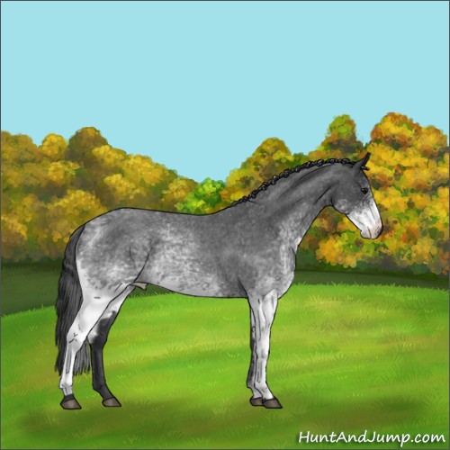 Horse Color:White Spotted Blue Roan Rabicano 