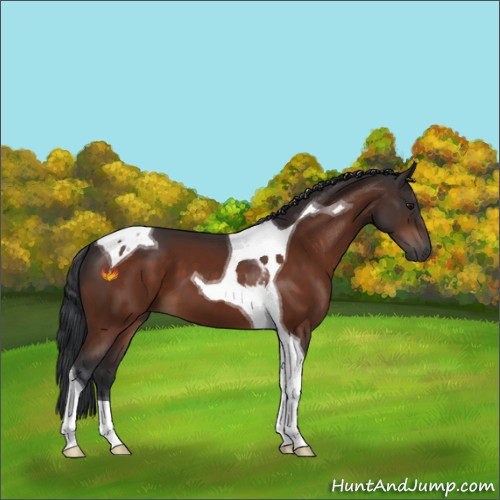 Horse Color:Bay Tobiano 