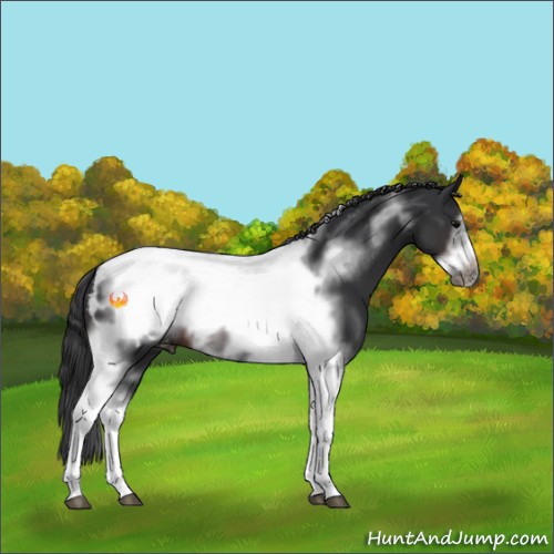Horse Color:Brown Tobiano Frame Appaloosa 