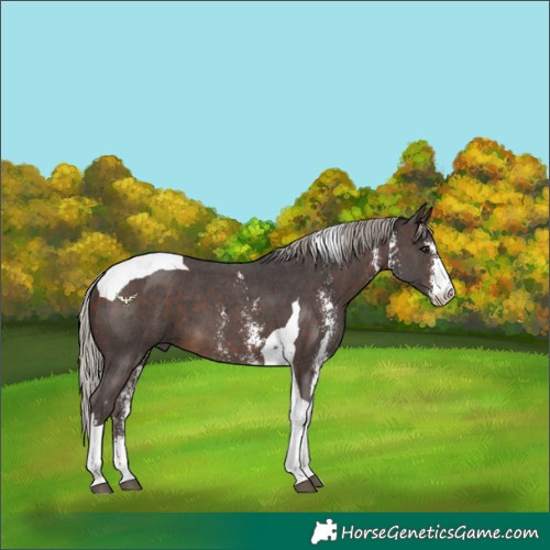 Horse Color:Silver Brown Sabino Tobiano 