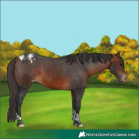 Horse Color:Bay Tobiano Appaloosa Rabicano 