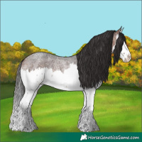 Horse Color:Bay Roan Splash Rabicano 