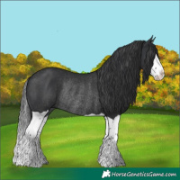 Horse Color:Black Splash Rabicano